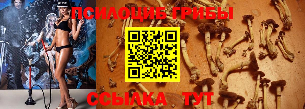 купить наркотик  Псилоцибиновые грибы Cubensis  Вход с VPN  Десногорск 